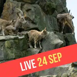 Live 24 Sep