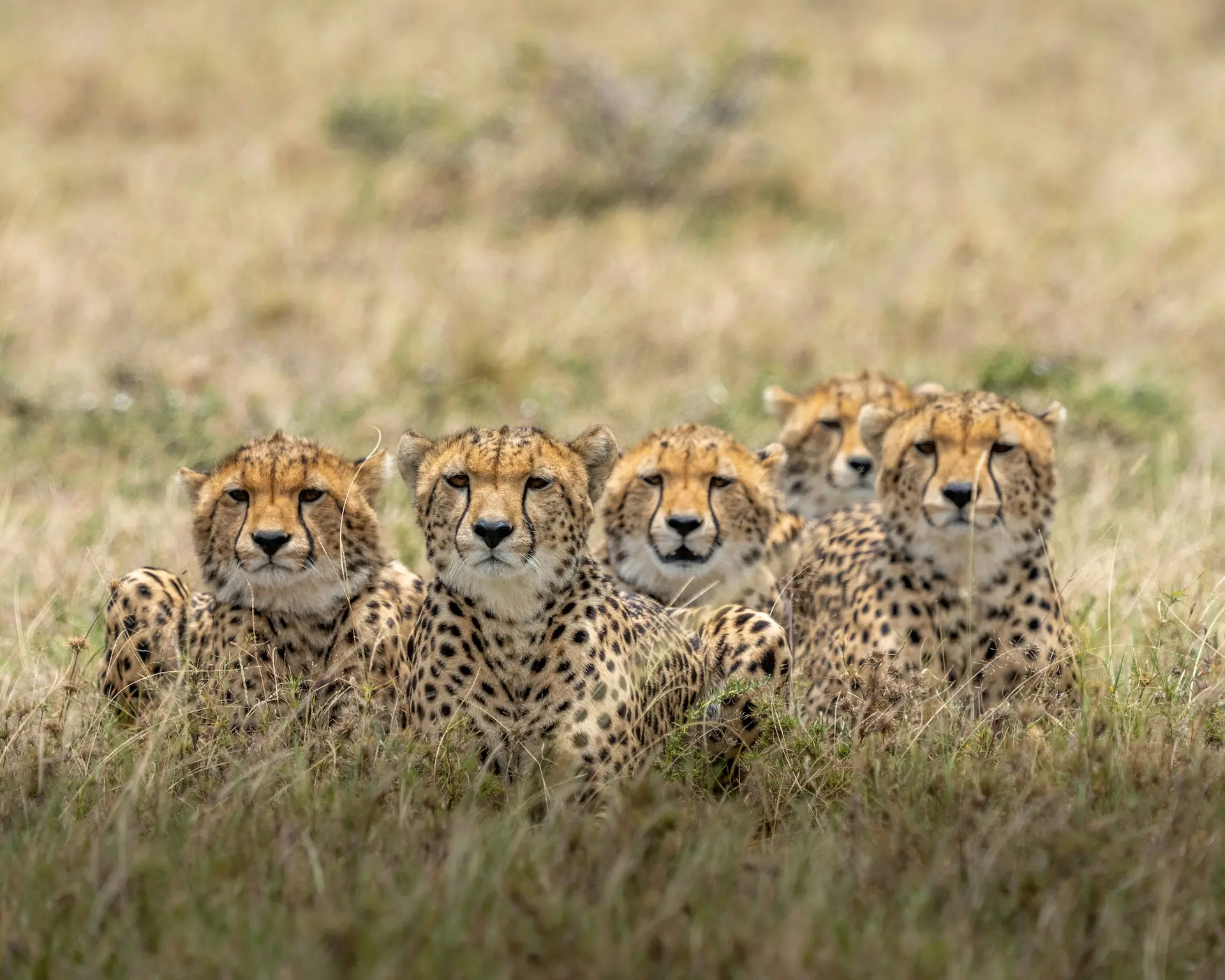 Spotted leopards in group watching from tall grass