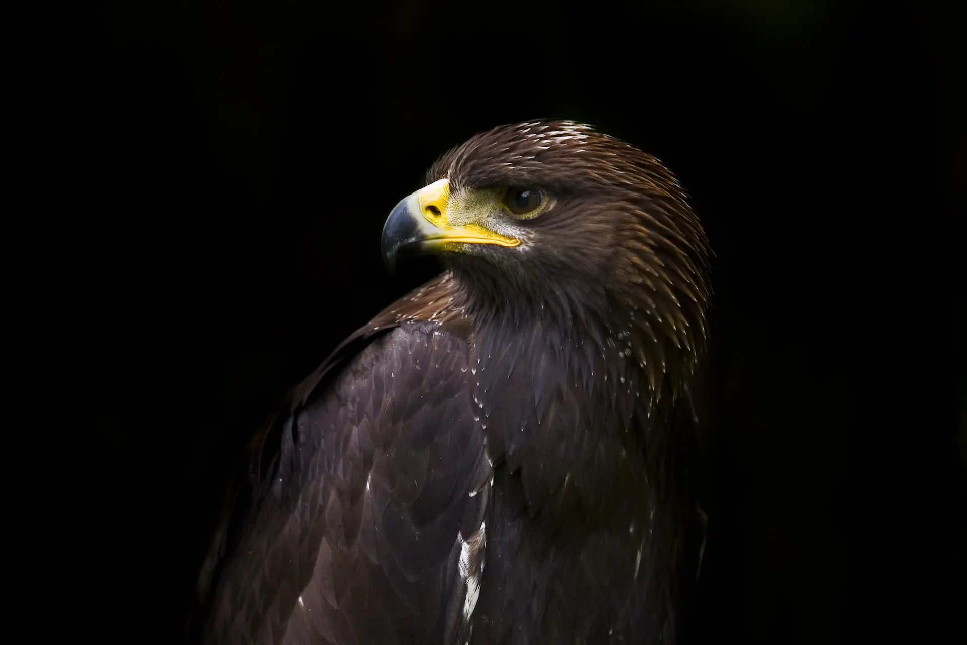 Brown eagle with yellow beak against black background looking intensely focused