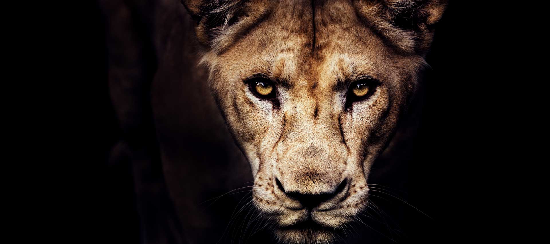 Lion looking intense emerging from black background
