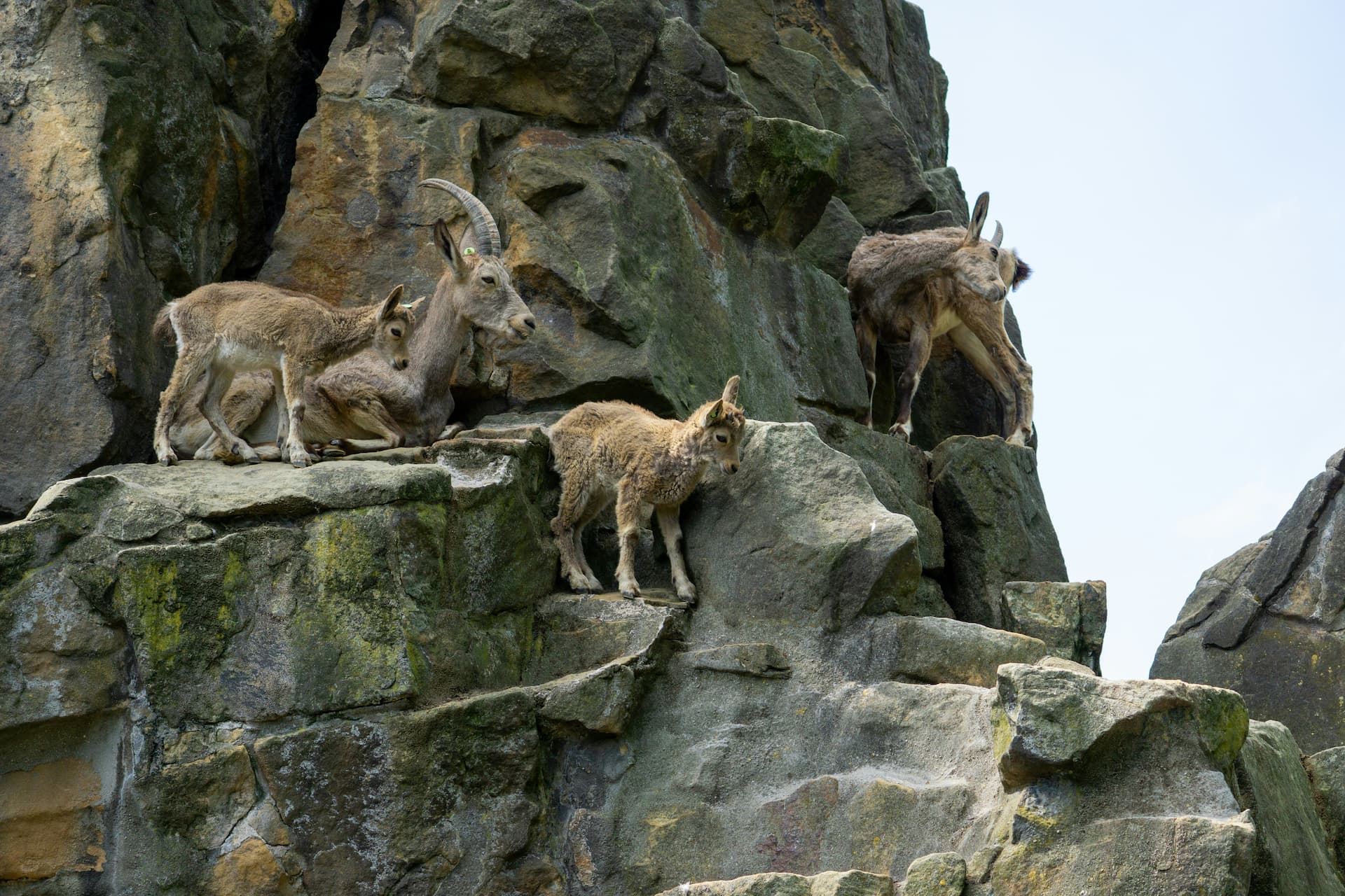 Goats navigating tricky rocky climb up mountain